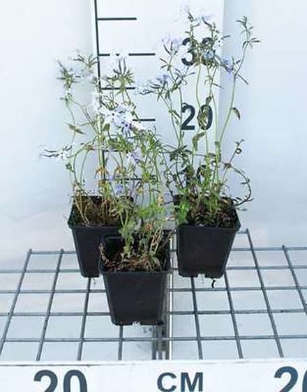 6x Vlambloem - Phlox divar. 'Clouds of Perfume' | 9x9 cm pot