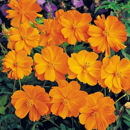 Cosmea zaden - Cosmea Sunset Orange