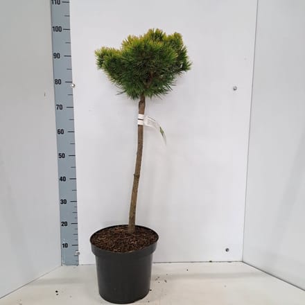 Pinus mugo 'Ophir' - Bergden | 50 cm pot