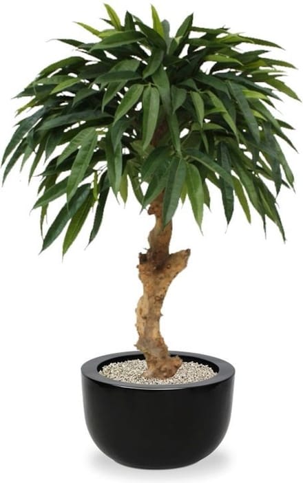 Longifolia Royal kunstboom op stam 90cm