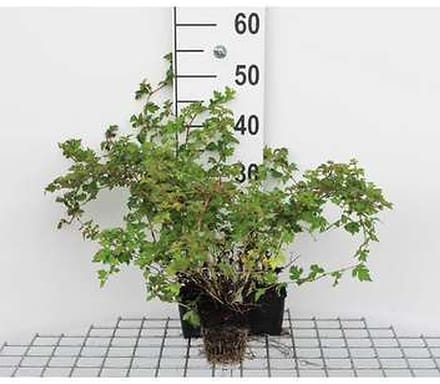 12x Kleine Kransspirea , Dwerg Kransspirea - Stephanandra inc. 'Crispa' | 9x9 cm pot