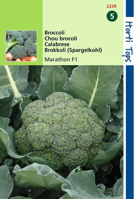 2 stuks - Hortitops - Broccoli Marathon V H Premium Crop F1