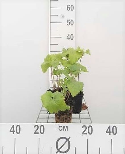 6x Brandkruid - Phlomis tuberosa | 9x9 cm pot