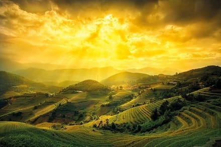 Rice Fields of Yen Bai - Maxi Poster