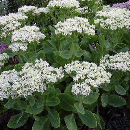 6 x Sedum Spectabile 'Stardust' - Vetkruid pot 9x9cm