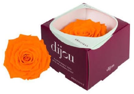1x Dc pres.rozen orange 1505c