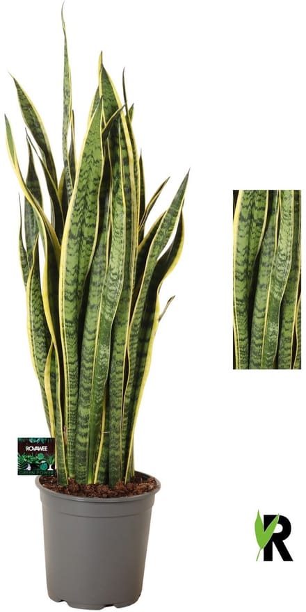 Sansevieria Laurentii 100 cm – Kamerplant – Vers Van De Kweker – Potmaat Ø24 cm