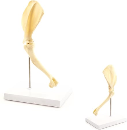 Anatomie model schouder hond, 23x30x16 cm