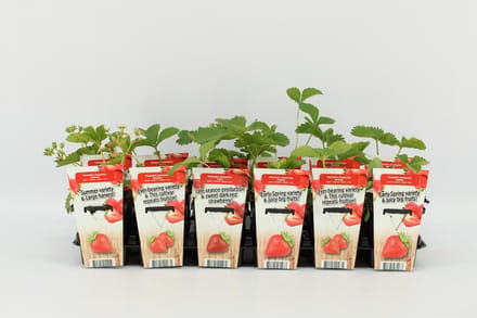 Mini Aardbeien- set van 6 stuks Fragaria ananassa 'Korona' (Aardbei) - hoogte 20 -30 cm