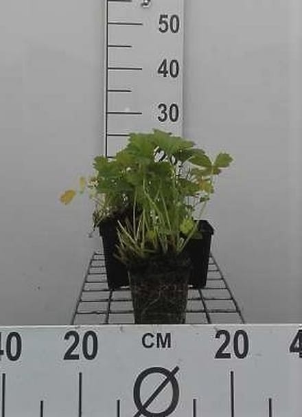 6x Nagelkruid - Geum rivale | 9x9 cm pot