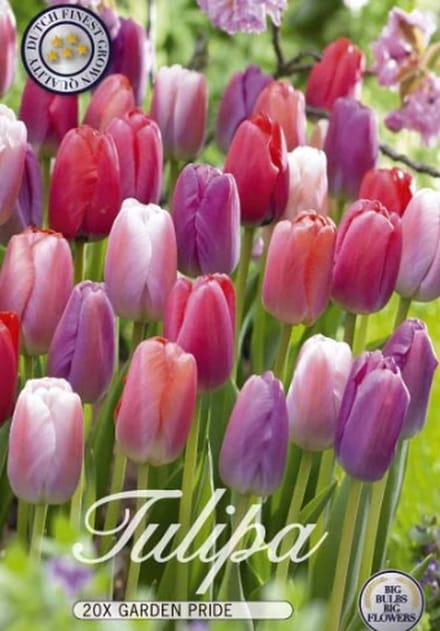 Nederlands Beste Kwaliteits bloembollen - Tulpen Tulp Garden Pride Garden x10 12/+s