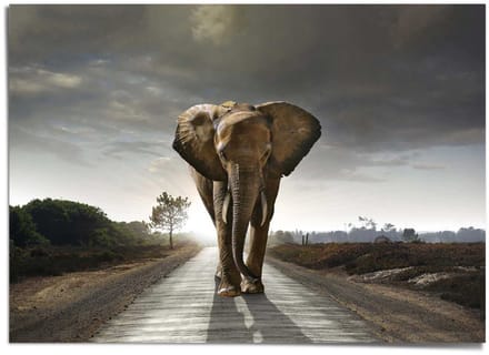 XXL Poster Wandelende olifant - 100 x 140 - Papier - REINDERS