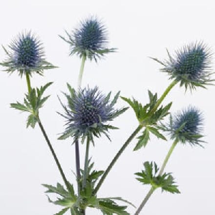 10x Eryngium magnetar questar 40cm