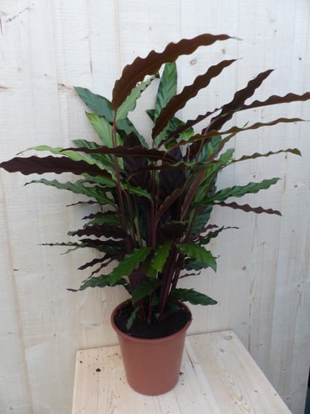Warentuin natuurlijk - Calathea Wave Star Pauwenplant smal donkergr...