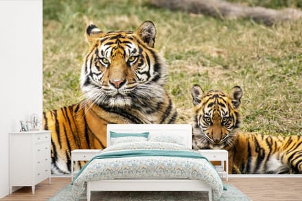 Behang - Fotobehang Tijger - Welp - Gras - Breedte 330 cm x hoogte 220 cm