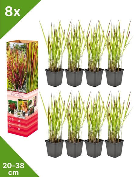 GARDENZO - 8x Japans Bloedgras - Imperata cyl. 'Red Baron' - in P9 pot