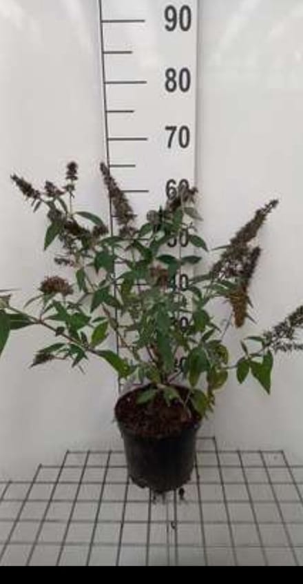 2 x Buddleja dav. 'Reve de Papillon Lavander'® - Vlinderstruik 40- 60 cm in pot
