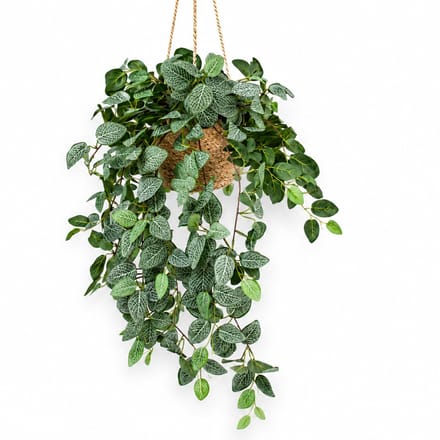 Kunstplant Pilea in hangmand naturel L140cm