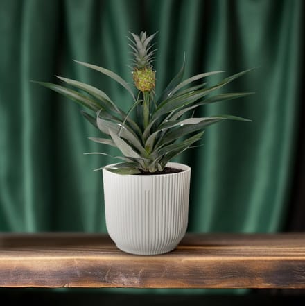 Hello Plants Bromelia Ananasplant - Ø 12 cm - Hoogte: 30 cm - Kamerplant