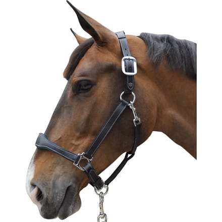 Leren halster Flags&Cup Paris