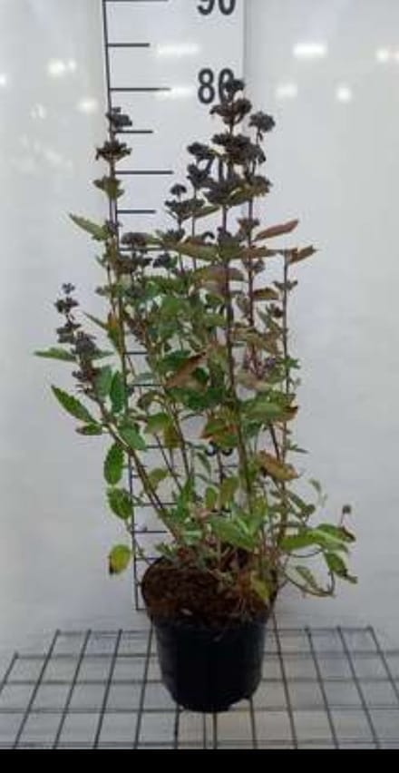 2 x Caryopteris cland. 'Blue Fountain'® - Baardbloem 30- 40 cm in pot