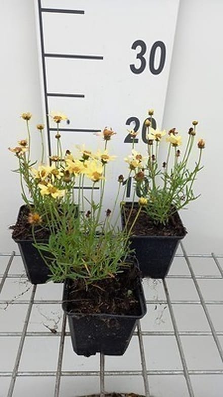 6x Coreopsis - Coreopsis hybr. 'Creme Brullee' | 9x9 cm pot