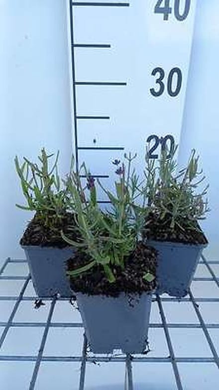 6x Lavandel - Lavandula ang. 'Superbleu' | 9x9 cm pot