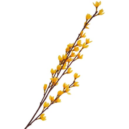 Forsythia tak