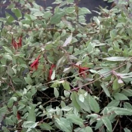 6x Bellenplant - Fuchsia magell. 'Tricolor' | 9x9 cm pot