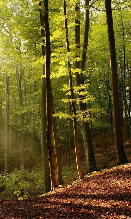 Fotobehang - Forest 150x250cm - Vliesbehang