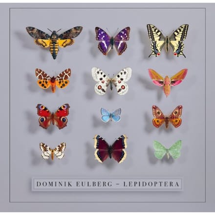 Lepidoptera - Dominik Eulberg