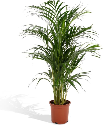 Dypsis Lutescens - Ø 21 cm - Hoogte: 110 cm - Areca Palm Kamerpalm