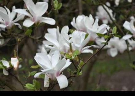 Magnolia soulangeana - Beverboom, Gewone Magnolia 50- 60 cm in pot
