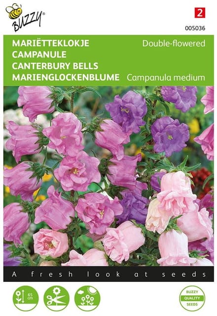 Marietteklokje dubbelbloemig (Campanula medium)