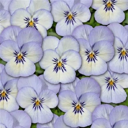 Viooltje Twix Blue Picotee