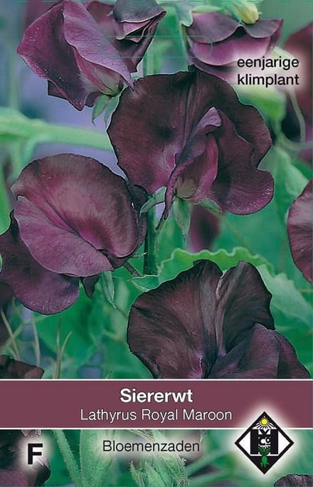 2 stuks Van Hemert & Co Lathyrus odoratus Royal Maroon