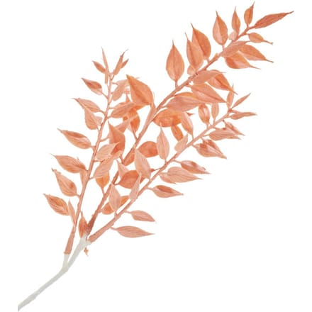 Ruscus plukken