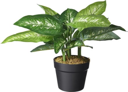 Kunstplant Dieffenbachia H45cm - HTT Decorations kunstplanten