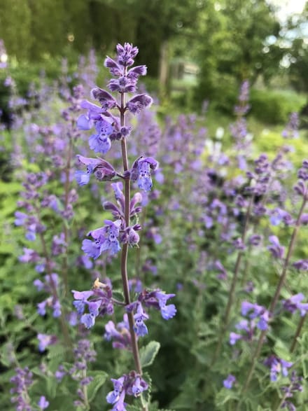 6 x Nepeta faassenii 'Walker's Low' - Kattekruid - P9 Pot (9 x 9cm) - Dima Vaste Planten