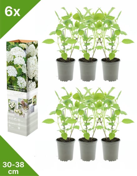 GARDENZO - 6x Hydrangea arb. 'Annabelle' (Bolhortensia)- in P9 Pot
