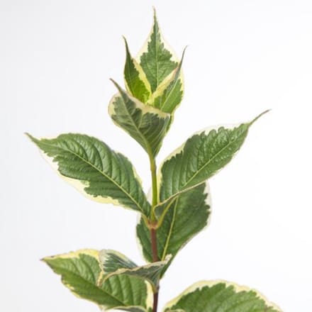 10x Sg weigela nana variegata 60cm