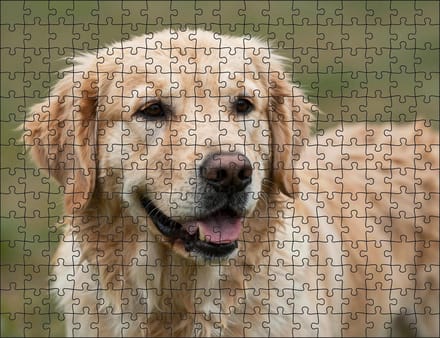 Puzzel Golden Retriever | 252 stukjes | Dierenpuzzel | Hondenpuzzel