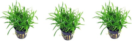 Levende aquariumplant Lilaeopsis novea zalandia  per 3 stuks