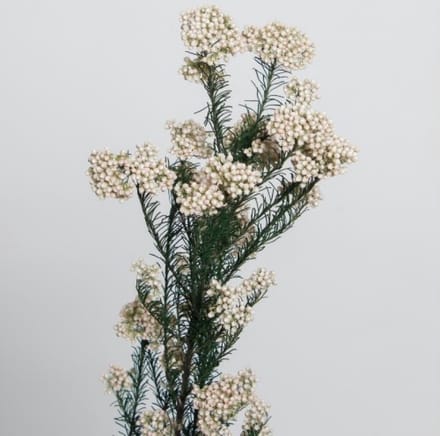 Boeket van gedroogde bloemen Artemio