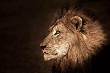 Glasschilderij 120x80x0.4 Side view lion head