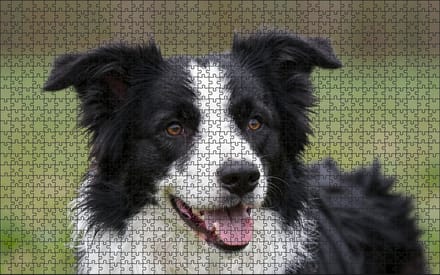Puzzel Border Collie | 1000 stukjes | Dierenpuzzel | Hondenpuzzel