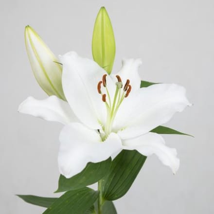 10x Lil.white passion 80cm