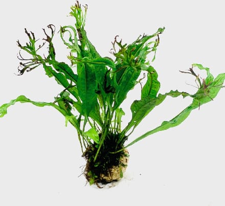 Moerings Lavasteen met microsorum specie Waterplant