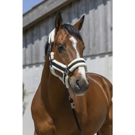 Halster voor paarden Norton Cosy