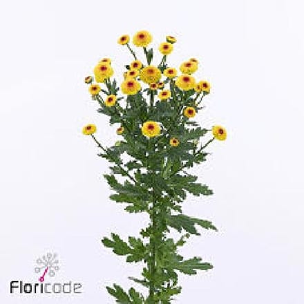 25x Chrysant san.madiba lambo sunrise 50cm